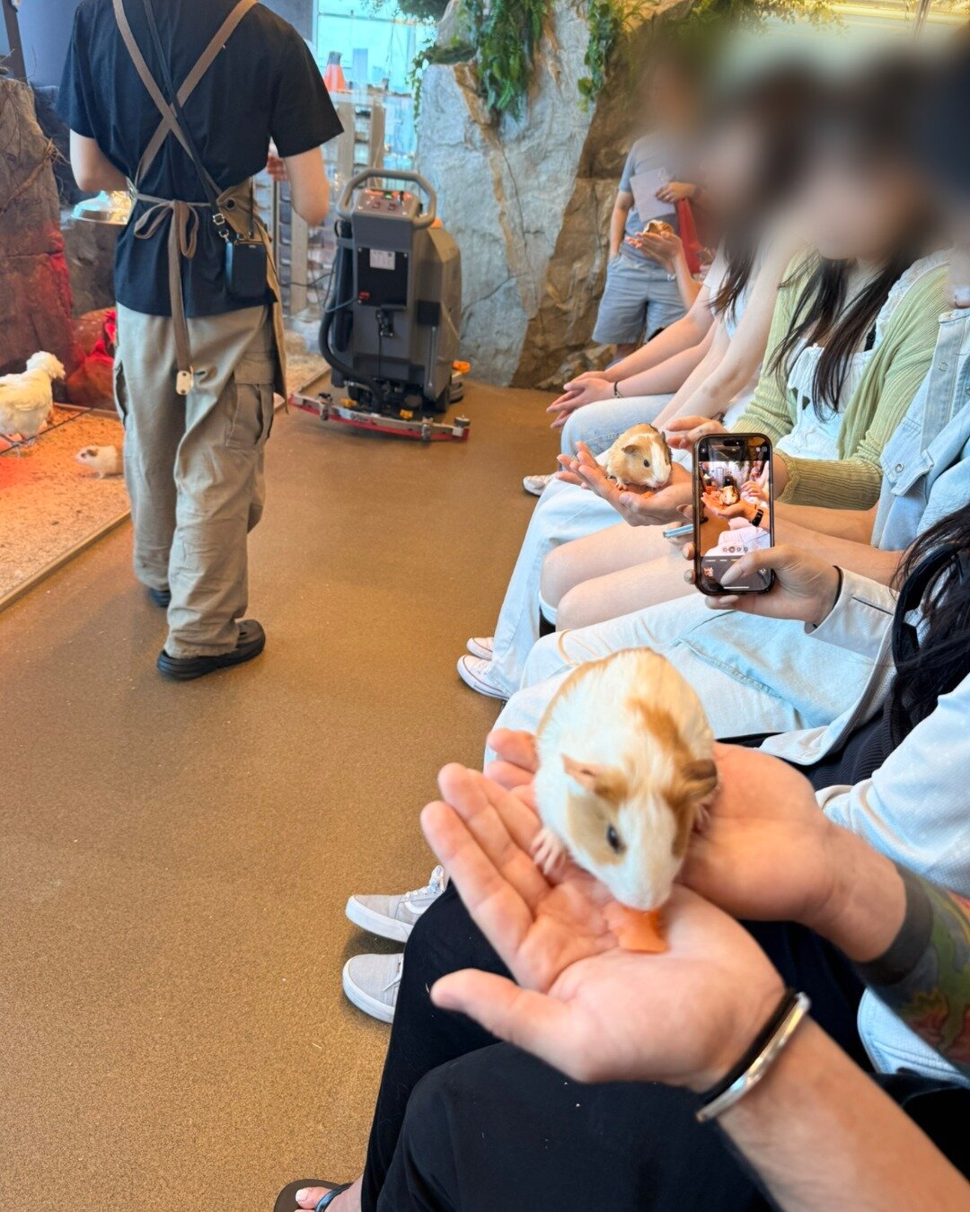 본문 이미지 - 최근 국내 무허가 동물원에서 일렬로 앉은 관람객들이 손바닥에 기니피그를 올려놓고 당근을 먹이는 체험을 하고 있다(동물자유연대 제공). ⓒ 뉴스1