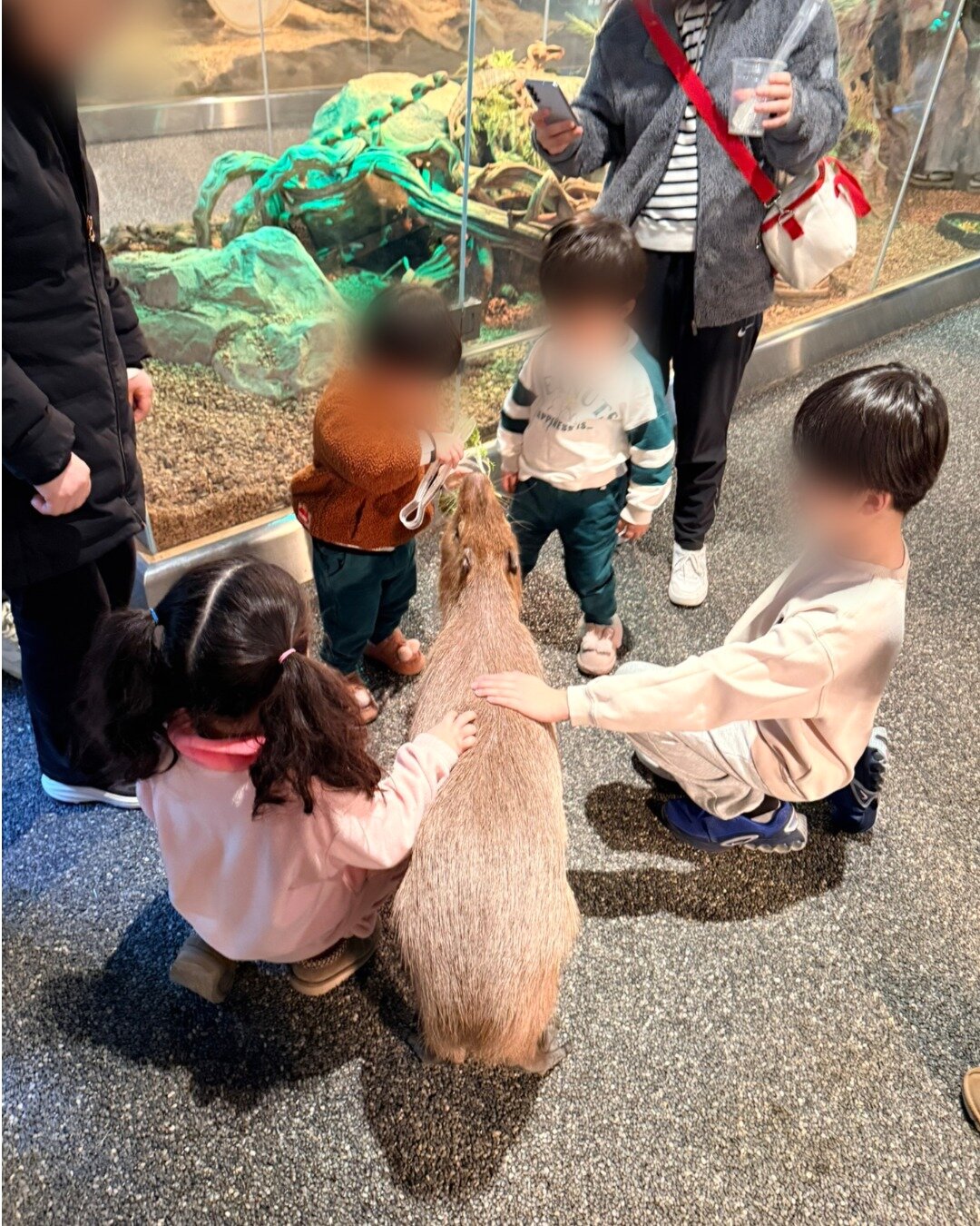 본문 이미지 - 직원의 관리·통제 없이 이뤄지는 먹이주기·만지기 체험(동물자유연대 제공) ⓒ 뉴스1