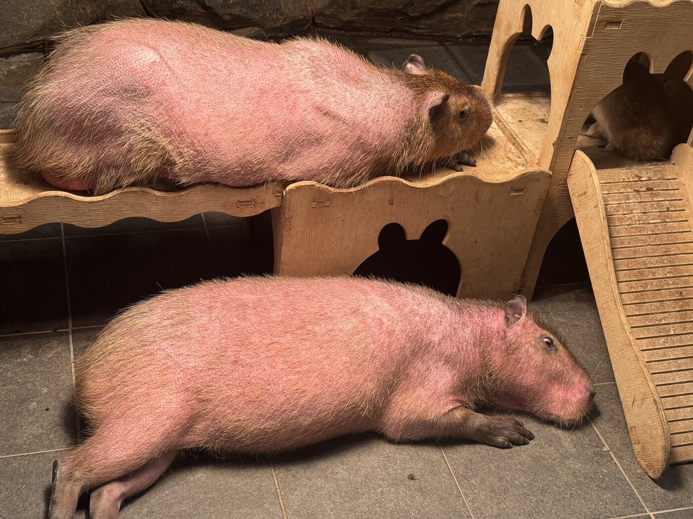 본문 이미지 - 전신 탈모 상태로 전시되는 카피바라(동물자유연대 제공) ⓒ 뉴스1