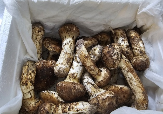 ㎏당 171만원 "송이 봤다"…최대 산지 봉화, 물량 급감에 울상