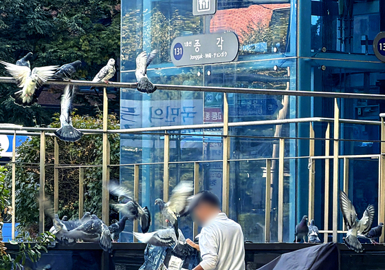 먹이 찾아 지하철역으로 날라온 비둘기들
