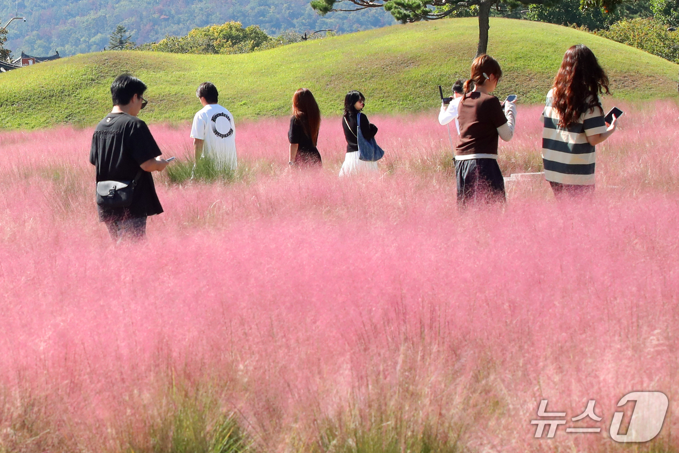 (경주=뉴스1) 최창호 기자 = 6일 오후 경북 경주시 첨성대 인근 동부사적지에서 관광객들이 핑크뮬리길을 따라 걸어가고 있다. 2026.10.6/뉴스1