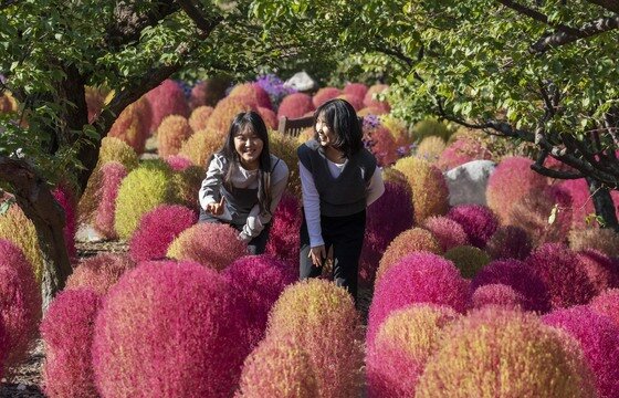 본문 이미지 - 산책로를 따라 펼쳐진 다양한 나무와 식물들도 서서히 형형색색 물들며 코키아와 함께 일대 장관을 자아내고 있다. (삼성물산 리조트부문 제공. 재판매 및 DB 금지) 2026.10.7 ⓒ 뉴스1