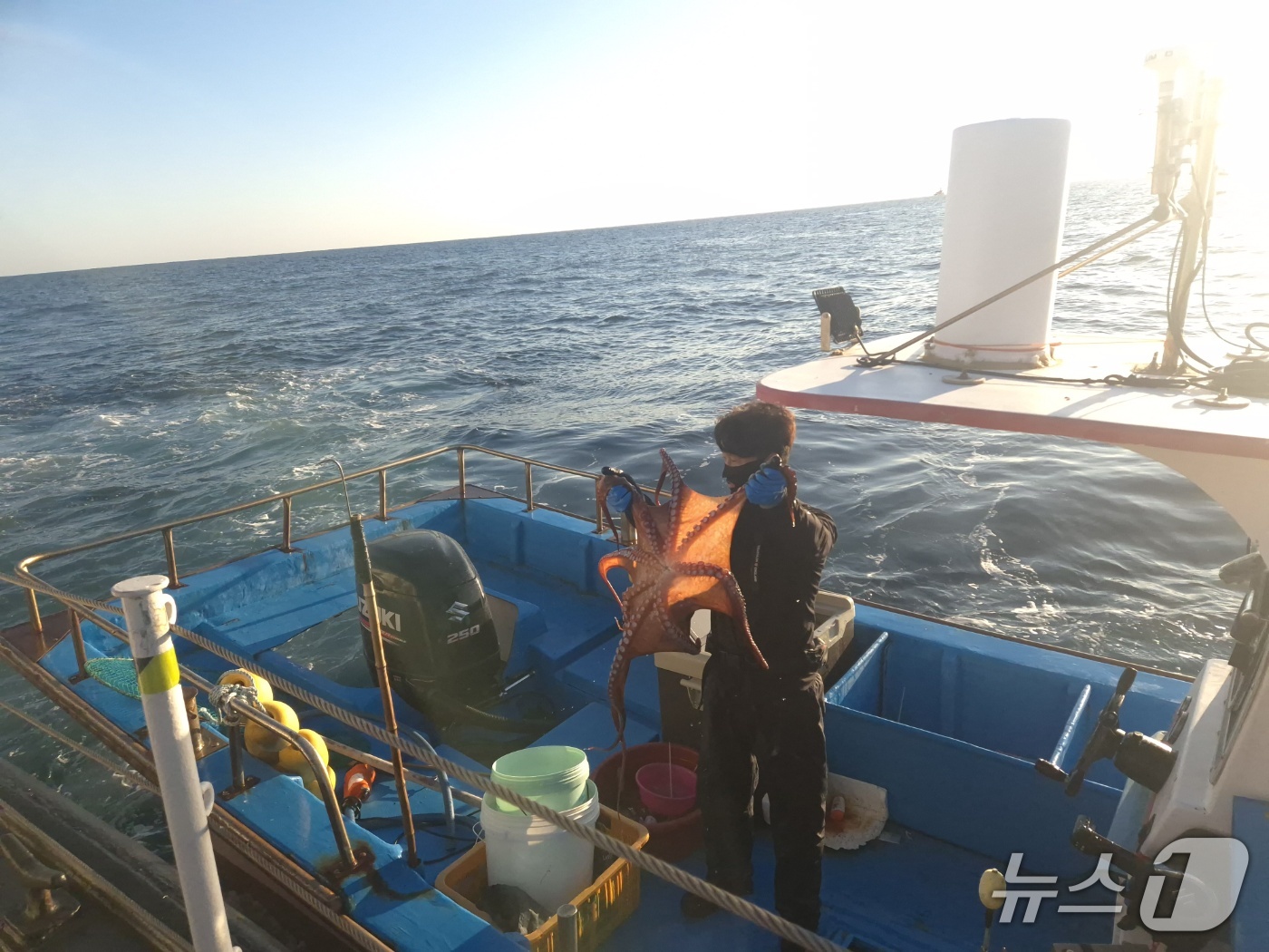 (고성=뉴스1) 윤왕근 기자 = 7일 오전 강원 고성군 동해 최북단 저도어장에서 조업 중인 연승어선 어업인이 갓 잡아 올린 대문어를 들어 보이고 있다. 북방한계선(NLL)과 조업한 …