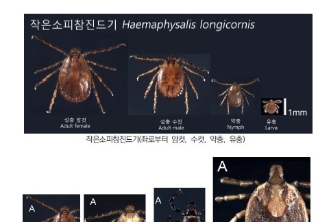 "오름·올레길 탐방 때 진드기 주의"…제주 올해 감염환자 10명