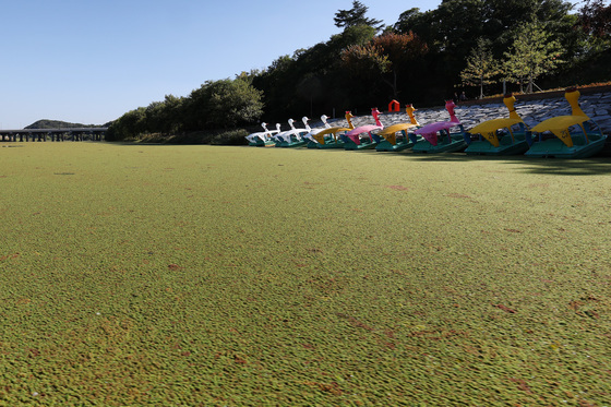 '잔디밭'으로 변한 동촌유원지…금호강에 무슨 일?
