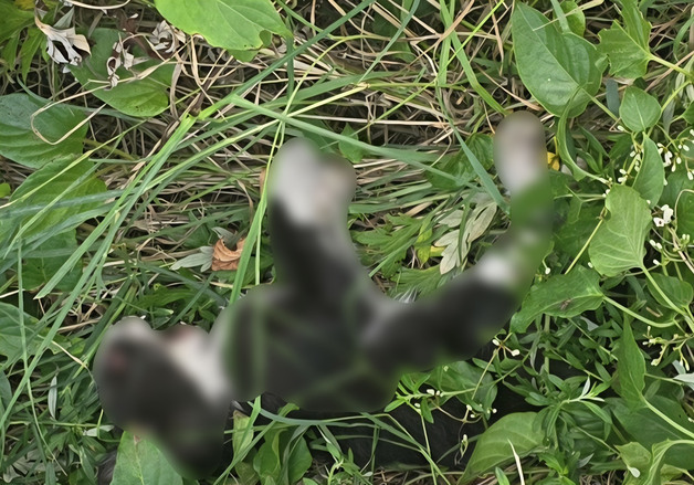 울산서 길고양이 잇단 폐사…"학대 의심" 경찰 내사