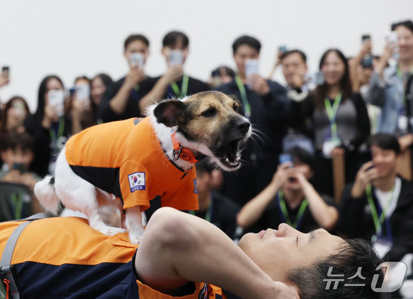 본문 이미지 - 8일 경기 수원시 권선구 수원메쎄에서 열린 '2026 경기도 소방장비 전시회'에서 인명구조견 신디가 심폐소생술 시범을 보이고 있다. 2026.10.8 ⓒ 뉴스1 김영운 기자