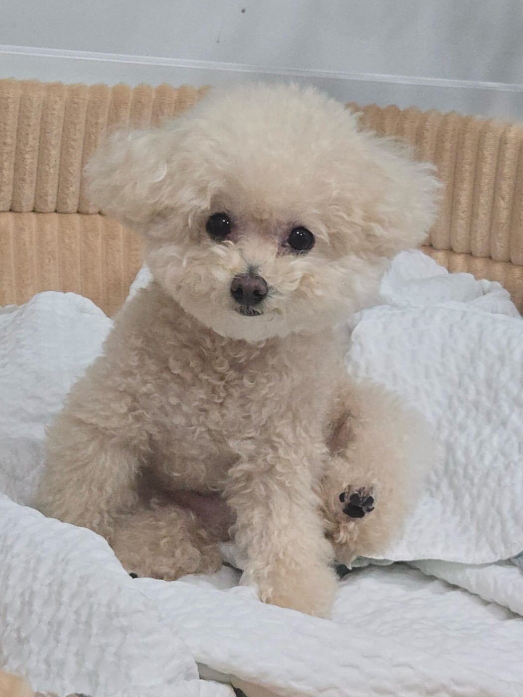 본문 이미지 - 견우주연상 후보 강아지 '꼬미'(인스타그램 kim_zzokkomi 제공) ⓒ 뉴스1