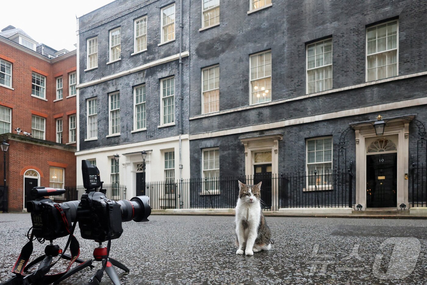 본문 이미지 - 영국 총리 관저의 '수렵 보좌관' 고양이 래리. 2025.01.15 ⓒ 로이터=뉴스1 ⓒ News1 이지예 객원기자