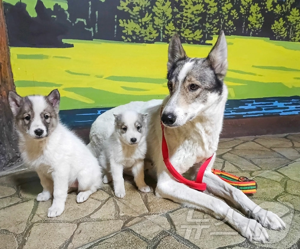 (평양 노동신문=뉴스1) = 북한 노동당 기관지 노동신문은 1일 중앙동물원에서 "새해 들어와 5종의 선물 동물들이 10여 마리의 새끼를 낳았다"며 "인민들과 청소년 학생들에게 보다 …