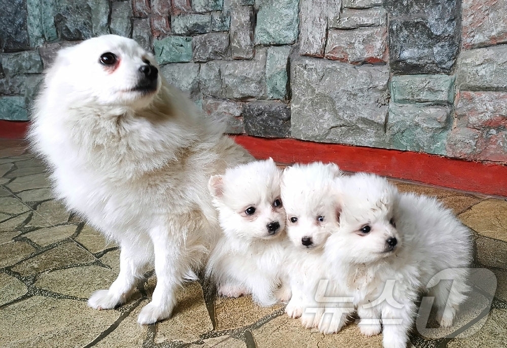 (평양 노동신문=뉴스1) = 북한 노동당 기관지 노동신문은 1일 중앙동물원에서 "새해 들어와 5종의 선물 동물들이 10여 마리의 새끼를 낳았다"며 "인민들과 청소년 학생들에게 보다 …