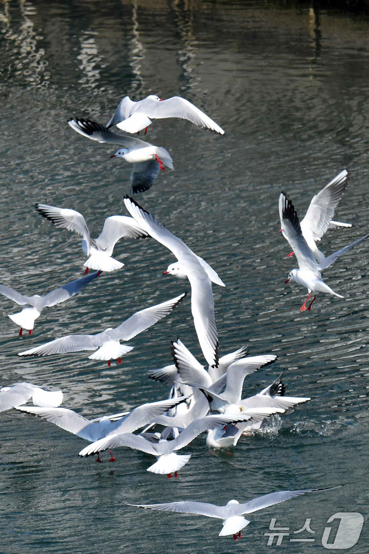 (포항=뉴스1) 최창호 기자 = 1일 경북 포항시 북구 죽도어시장 앞 동빈내항에서 갈매기들이 먹이감 먹기 위해 모여들고 있다. 2026.2.1/뉴스1