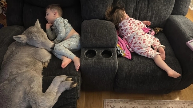 소파에서 아기들과 잠자는 송아지…강추위 속 '동사' 직전 깜짝 놀랄 변화