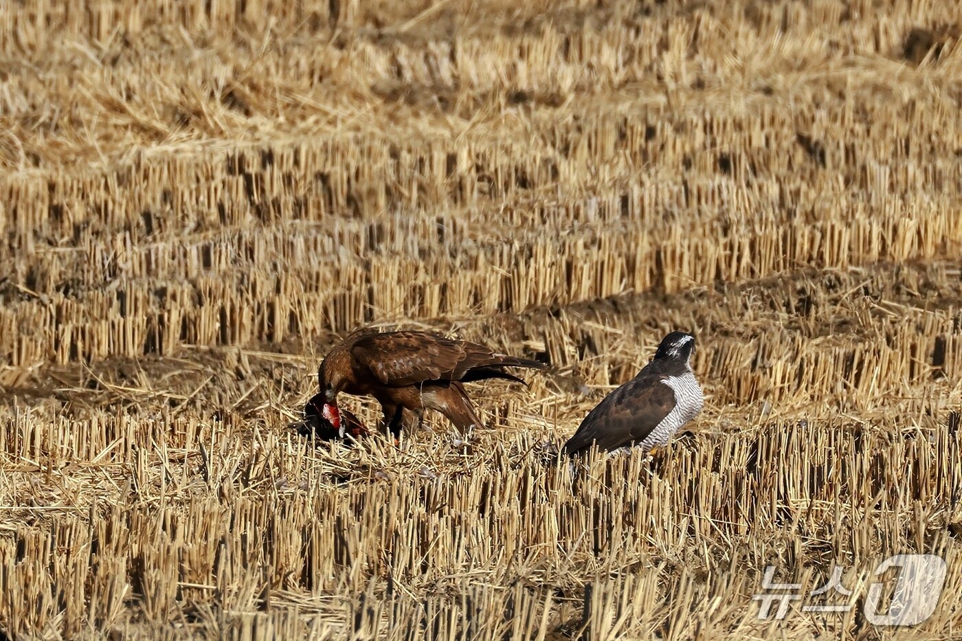 본문 이미지 - 지난달 16일 울주군 온양읍 동상리 들녘에서 말똥가리(왼쪽)가 참매가 사냥한 먹이를 차지하고 있다. (윤기득 사진작가 촬영, 울산시 제공. 재판매 및 DB 금지) /뉴스1