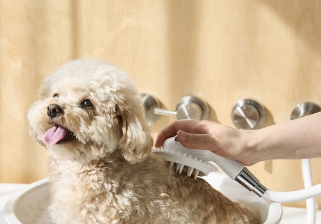 신세계까사 자주(JAJU), 펫 용품 시리즈 출시…"카테고리 확장"