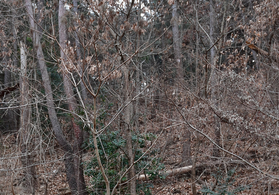 산불 잡으로 출동하는 119대원들