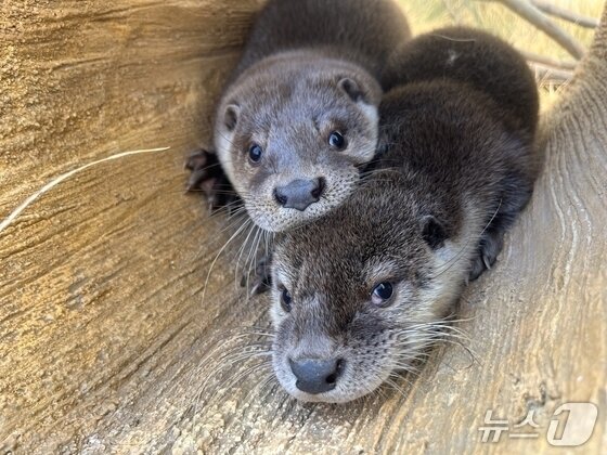 본문 이미지 - 충주아쿠아리움 수달.(충주시 제공. 재판매 및 DB금지)