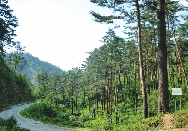 산림청 설 명절 전·후 13일간 임도 한시적 개방