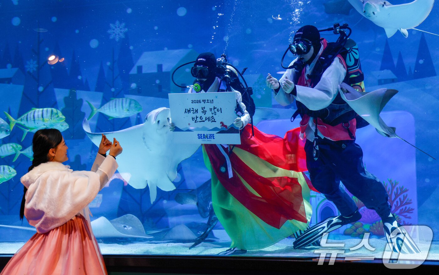 본문 이미지 - 한복을 입은 스쿠버 다이버들이 설 연휴를 앞둔 10일 오전 서울 강남구 씨라이프 코엑스 아쿠아리움에서 새해 인사를 전하고 있다. 2026.2.10 ⓒ 뉴스1 안은나 기자