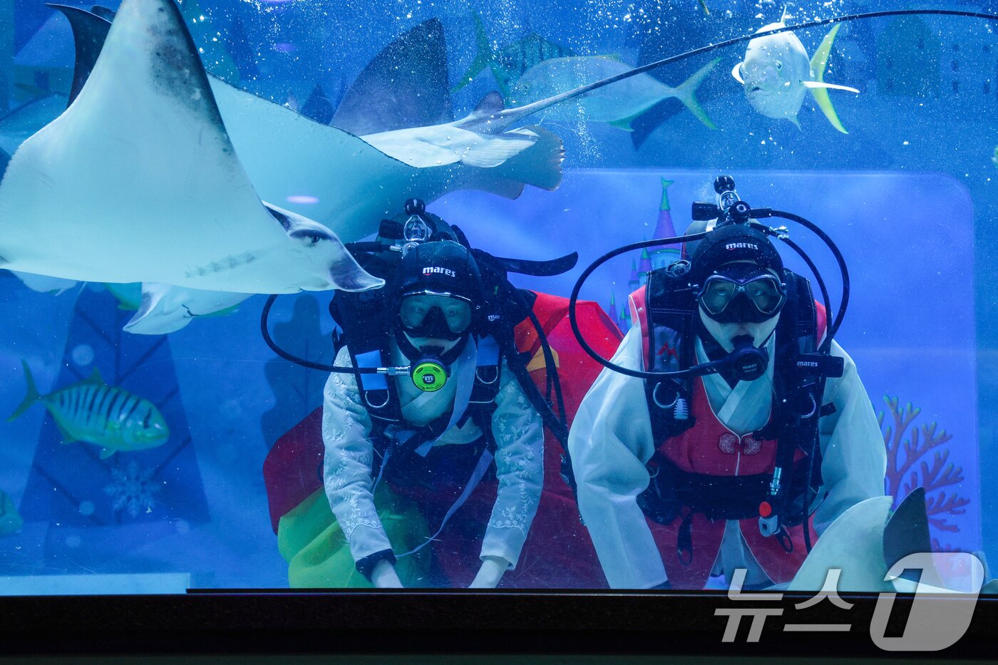 본문 이미지 - 한복을 입은 스쿠버 다이버들이 설 연휴를 앞둔 10일 오전 서울 강남구 씨라이프 코엑스 아쿠아리움에서 새해 인사를 전하고 있다. 2026.2.10 ⓒ 뉴스1 안은나 기자