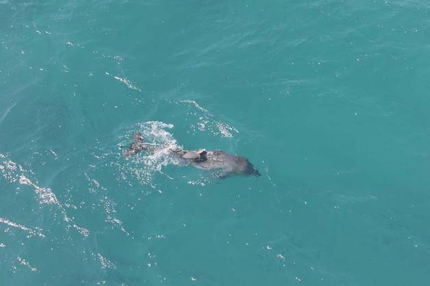 "제주 남방큰돌고래, 폐어구 벗어나려다 등지느러미 잘려"