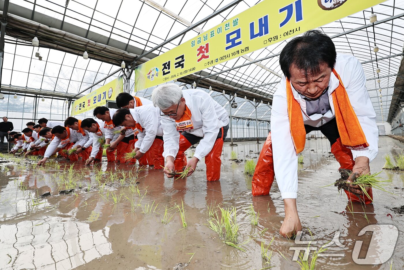 본문 이미지 - 10일 경기 이천시 호법면의 한 비닐하우스 논에서 김경희 이천시장을 비롯한 참석자들이 올해 첫 모내기를 하고 있다. 이날 모내기에 사용된 벼 품종은 진부올벼로 올해 6월에 수확 예정이다. (공동취재) 2026.2.10 ⓒ 뉴스1 김영운 기자