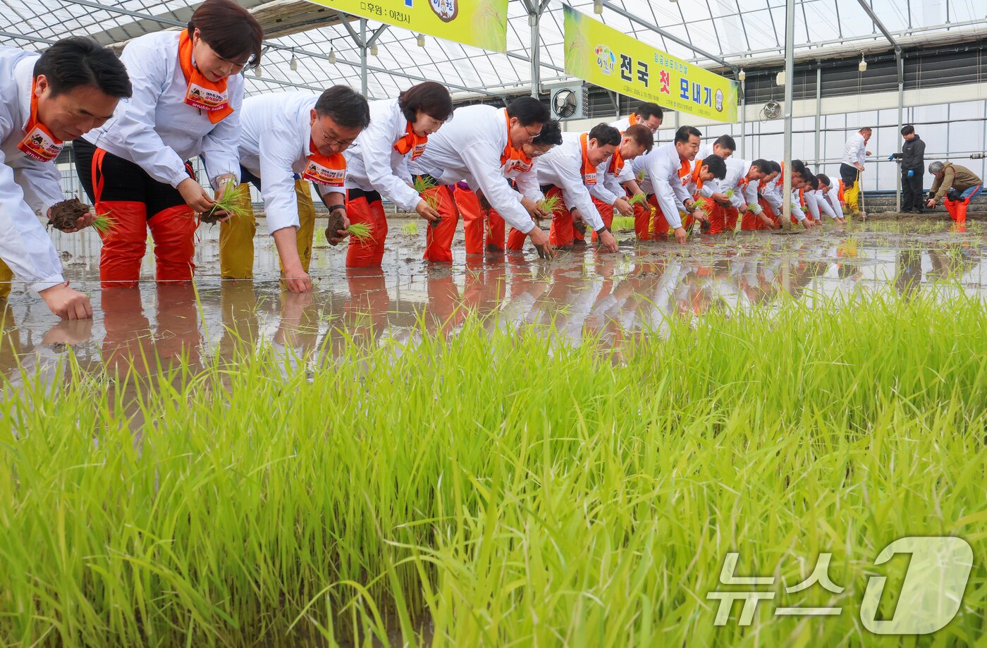 본문 이미지 - 10일 경기 이천시 호법면의 한 비닐하우스 논에서 김경희 이천시장을 비롯한 참석자들이 올해 첫 모내기를 하고 있다. 이날 모내기에 사용된 벼 품종은 진부올벼로 올해 6월에 수확 예정이다. (공동취재) 2026.2.10 ⓒ 뉴스1 김영운 기자