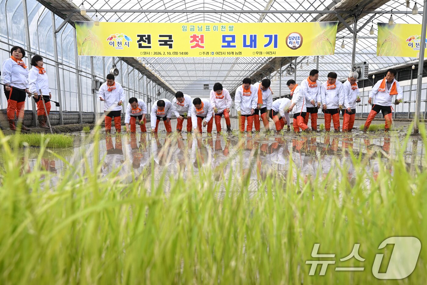 본문 이미지 - 10일 경기 이천시 호법면의 한 비닐하우스 논에서 김경희 이천시장을 비롯한 참석자들이 올해 첫 모내기를 하고 있다. 이날 모내기에 사용된 벼 품종은 진부올벼로 올해 6월에 수확 예정이다. (공동취재) 2026.2.10 ⓒ 뉴스1 김영운 기자