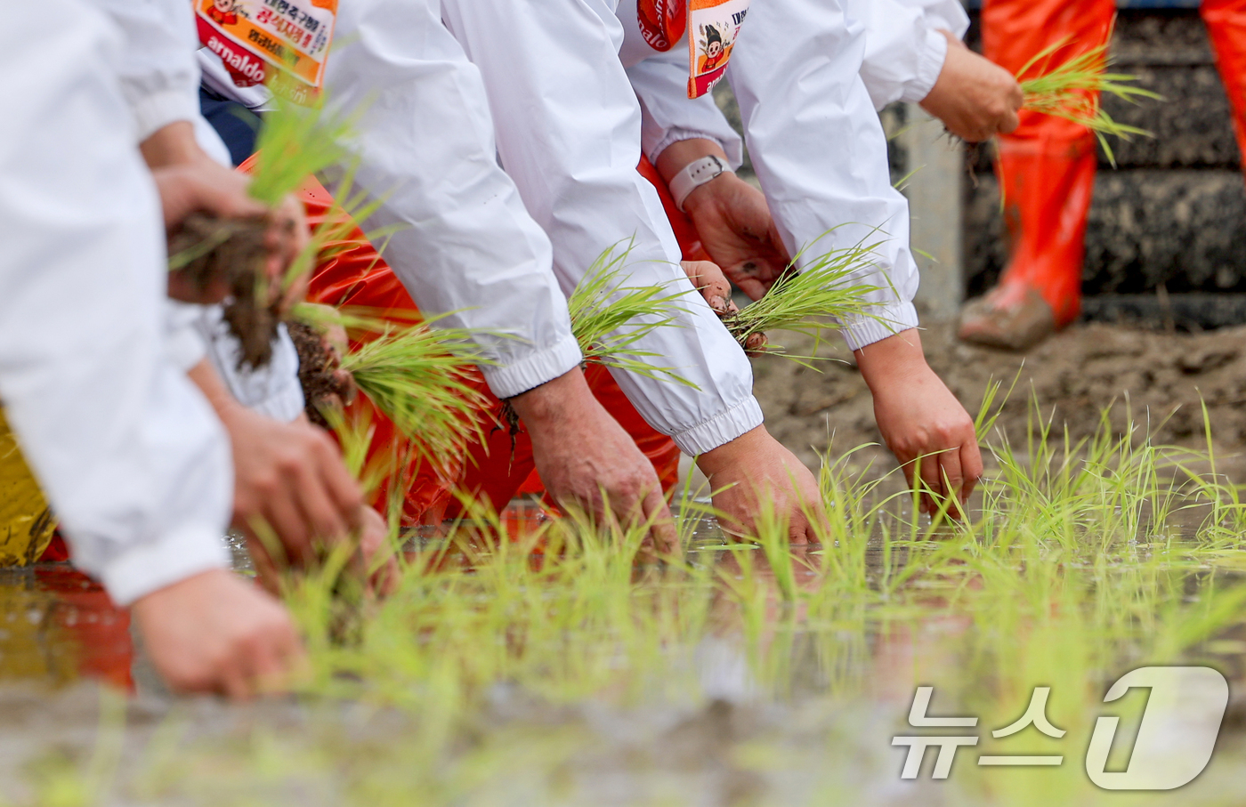 (이천=뉴스1) 김영운 기자 = 10일 경기 이천시 호법면의 한 비닐하우스 논에서 김경희 이천시장을 비롯한 참석자들이 올해 첫 모내기를 하고 있다.이날 모내기에 사용된 벼 품종은 …