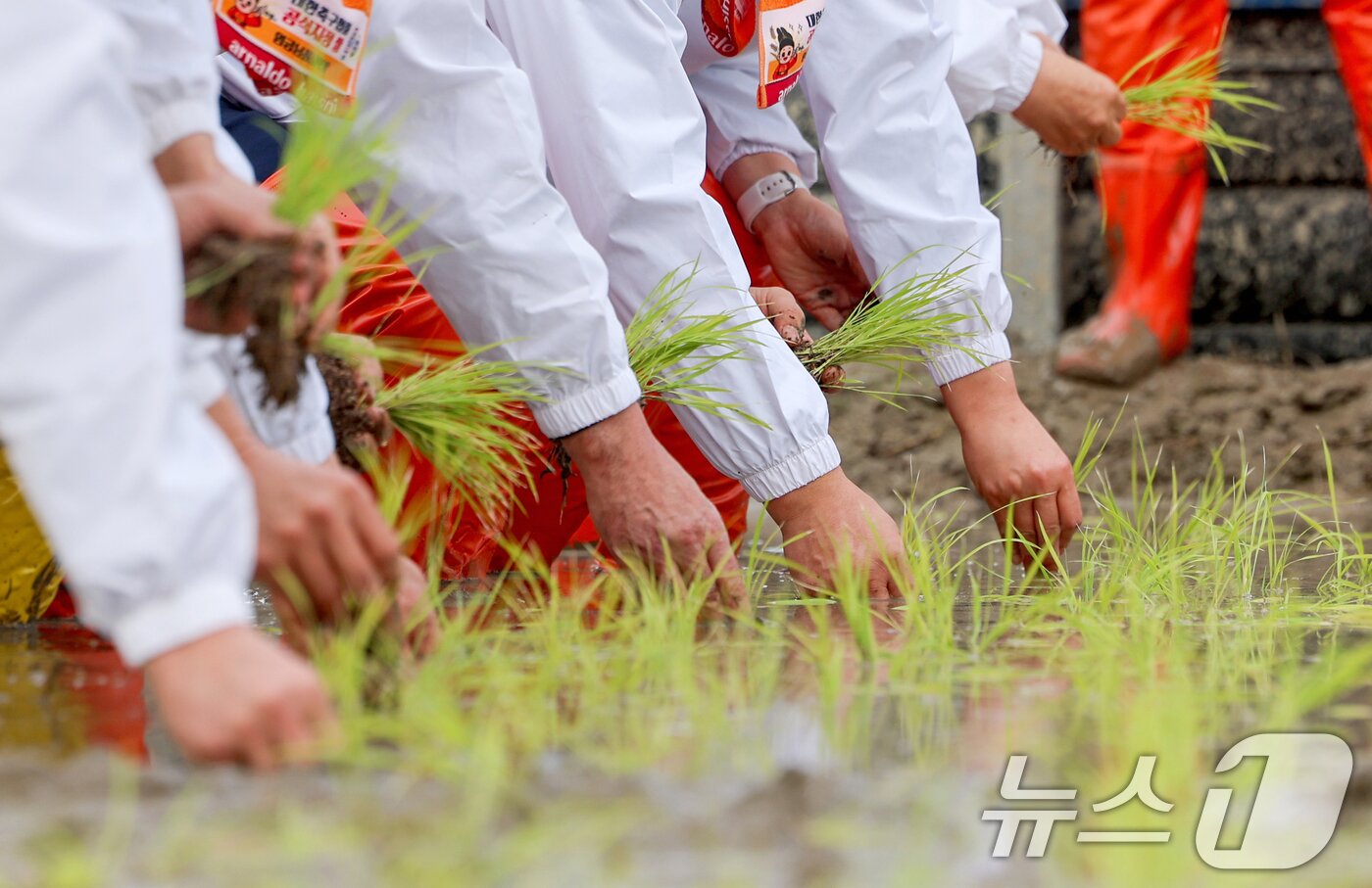 본문 이미지 - 10일 경기 이천시 호법면의 한 비닐하우스 논에서 김경희 이천시장을 비롯한 참석자들이 올해 첫 모내기를 하고 있다. 이날 모내기에 사용된 벼 품종은 진부올벼로 올해 6월에 수확 예정이다. (공동취재) 2026.2.10 ⓒ 뉴스1 김영운 기자