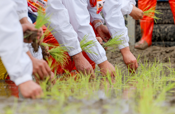 올해 첫 번째 모내기