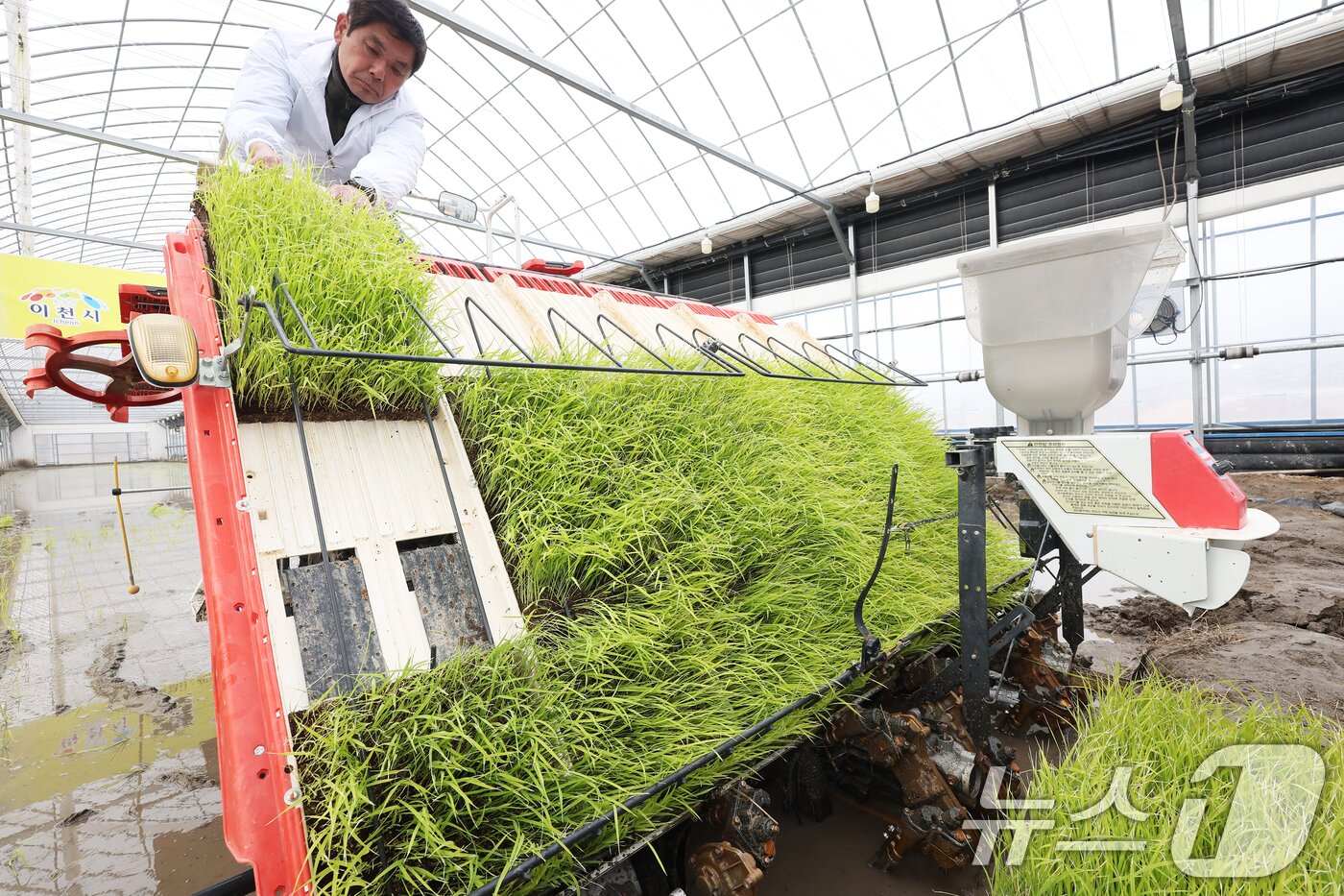 본문 이미지 - 10일 경기 이천시 호법면의 한 비닐하우스 논에서 관계자가 올해 첫 모내기에 앞서 모판을 이앙기로 옮기고 있다. 이날 모내기에 사용된 벼 품종은 진부올벼로 올해 6월에 수확 예정이다. (공동취재) 2026.2.10 ⓒ 뉴스1 김영운 기자
