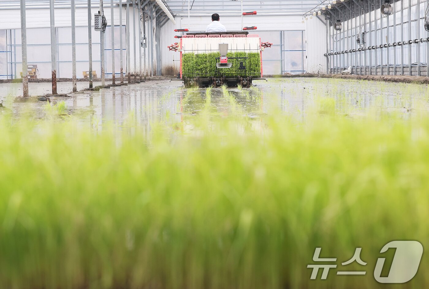 본문 이미지 - 10일 경기 이천시 호법면의 한 비닐하우스 논에서 열린 '임금님표 이천 쌀 첫 모내기 행사'에서 관계자가 이앙기로 모를 심고 있다. 이날 모내기에 사용된 벼 품종은 진부올벼로 올해 6월에 수확 예정이다. (공동취재) 2026.2.10 ⓒ 뉴스1 김영운 기자