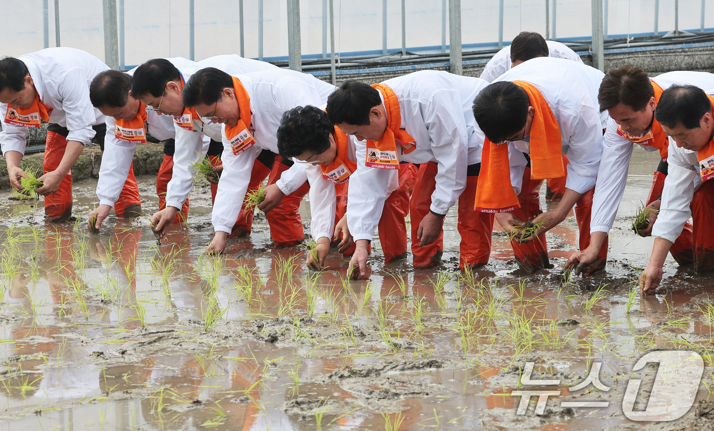 (이천=뉴스1) 김영운 기자 = 10일 경기 이천시 호법면의 한 비닐하우스 논에서 김경희 이천시장을 비롯한 참석자들이 올해 첫 모내기를 하고 있다.이날 모내기에 사용된 벼 품종은 …
