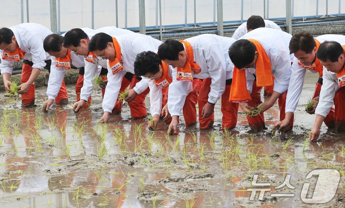 본문 이미지 - 10일 경기 이천시 호법면의 한 비닐하우스 논에서 김경희 이천시장을 비롯한 참석자들이 올해 첫 모내기를 하고 있다. 이날 모내기에 사용된 벼 품종은 진부올벼로 올해 6월에 수확 예정이다. (공동취재) 2026.2.10 ⓒ 뉴스1 김영운 기자