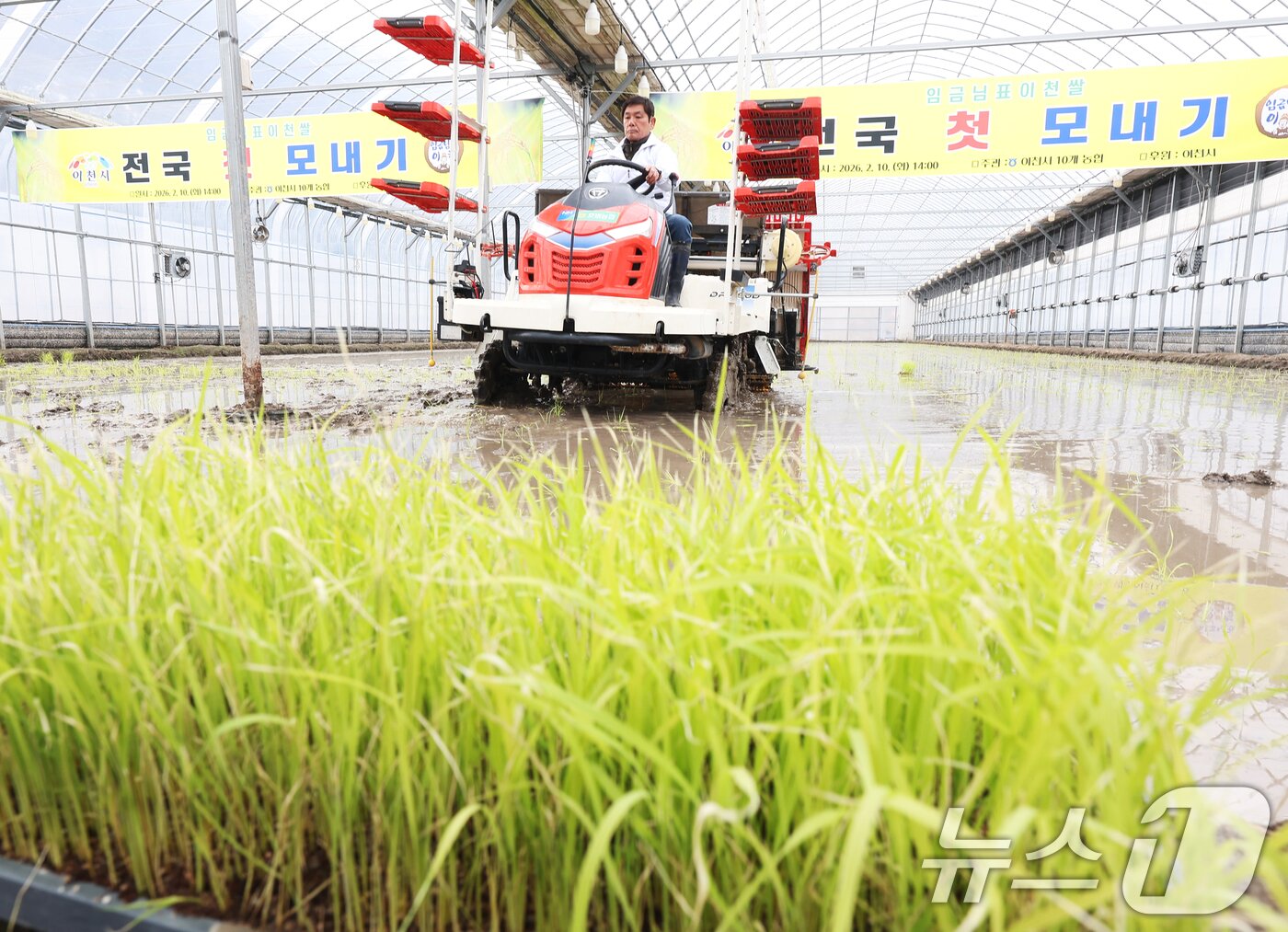 본문 이미지 - 10일 경기 이천시 호법면의 한 비닐하우스 논에서 열린 '임금님표 이천 쌀 첫 모내기 행사'에서 관계자가 이앙기로 모를 심고 있다. 이날 모내기에 사용된 벼 품종은 진부올벼로 올해 6월에 수확 예정이다. (공동취재) 2026.2.10 ⓒ 뉴스1 김영운 기자