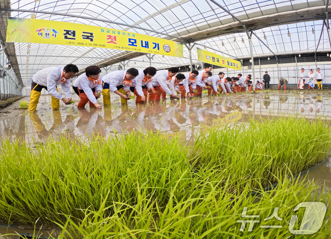 (이천=뉴스1) 김영운 기자 = 10일 경기 이천시 호법면의 한 비닐하우스 논에서 김경희 이천시장을 비롯한 참석자들이 올해 첫 모내기를 하고 있다.이날 모내기에 사용된 벼 품종은 …