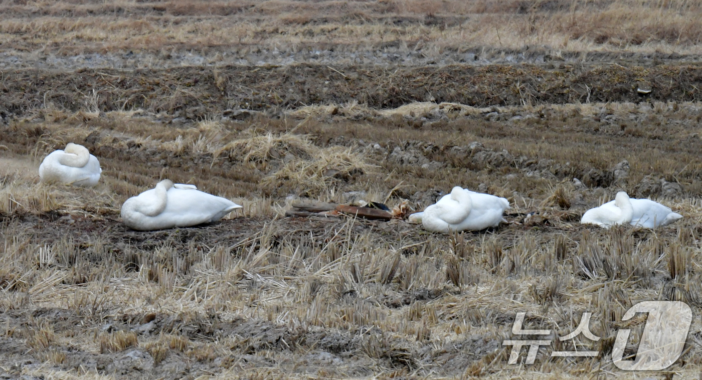 (포항=뉴스1) 최창호 기자 = 10일 오후 경북 포항시 북구 흥해읍 들녘에서 천연기념물 201-2호인 큰고니 무리가 낮잠을 자고 있다. 2026.2.10/뉴스1
