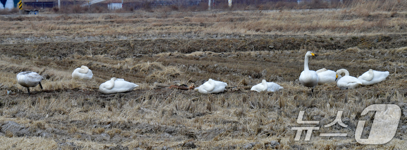 (포항=뉴스1) 최창호 기자 = 10일 오후 경북 포항시 북구 흥해읍 들녘에서 천연기념물 201-2호인 큰고니 무리가 낮잠을 자고 있다. 2026.2.10/뉴스1