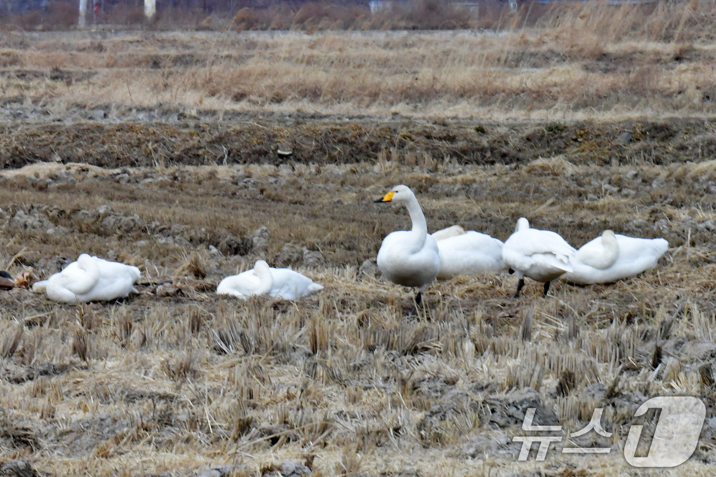 (포항=뉴스1) 최창호 기자 = 10일 오후 경북 포항시 북구 흥해읍 들녘에서 천연기념물 201-2호인 큰고니 무리가 낮잠을 자고 있다.  2026.2.10/뉴스1