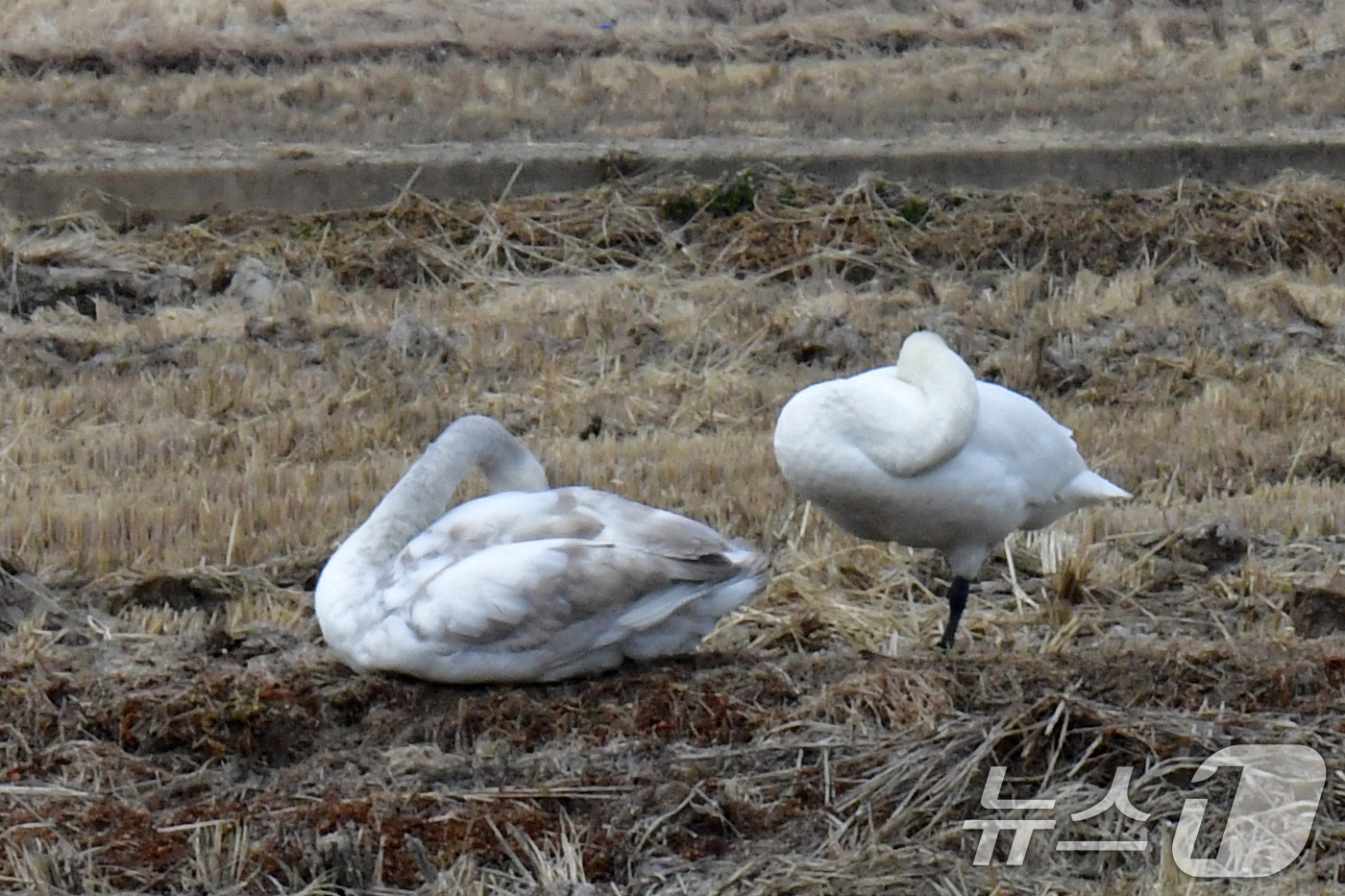 (포항=뉴스1) 최창호 기자 = 10일 오후 경북 포항시 북구 흥해읍 들녘에서 천연기념물 201-2호인 큰고니 무리가 낮잠을 자고 있다. 2026.2.10/뉴스1