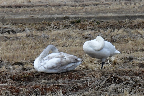 한발로 서서 잠자는 큰고니