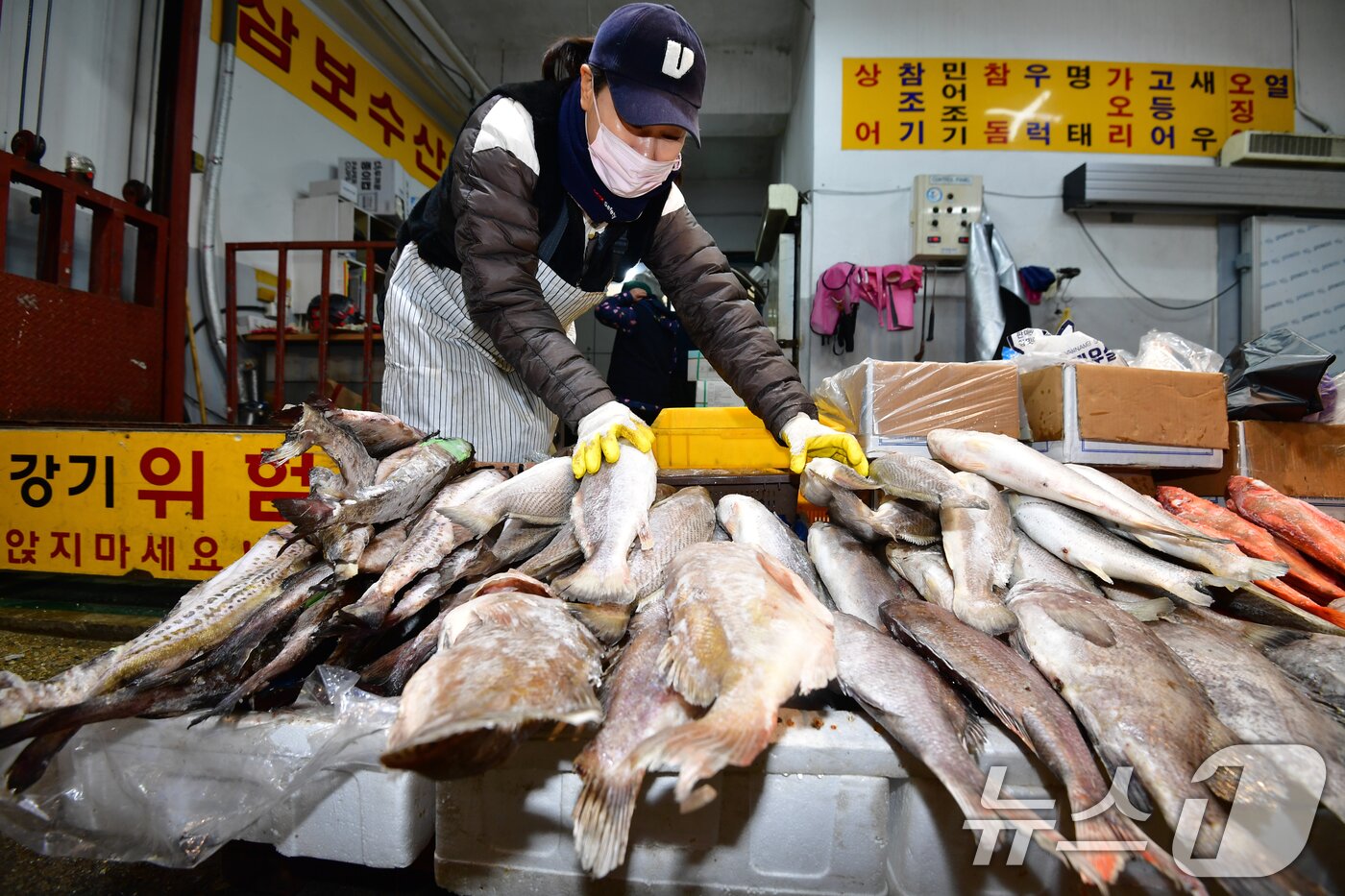본문 이미지 - 설을 엿새 앞둔 11일 경북 포항시 죽도어시장에서 한 상인이 차례상에 올릴 민어조기를 정리하고 있다. 2026.2.11 ⓒ 뉴스1 최창호 기자