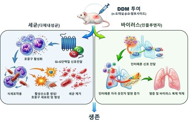내성균·독감 한번에 막는다…신개념 감염 예방 물질 'DDM' 효과 입증