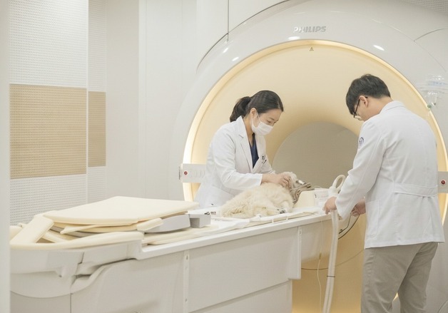 반려견 검진서 발견된 '간 결절'…MRI로 감별 정확도 높인다