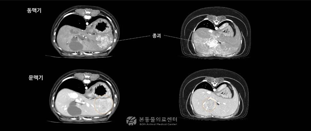 본문 이미지 - 초음파와 CT 검사에서 매우 비슷한 소견을 보인 두 환견의 CT 영상(본동물의료센터 제공) ⓒ 뉴스1