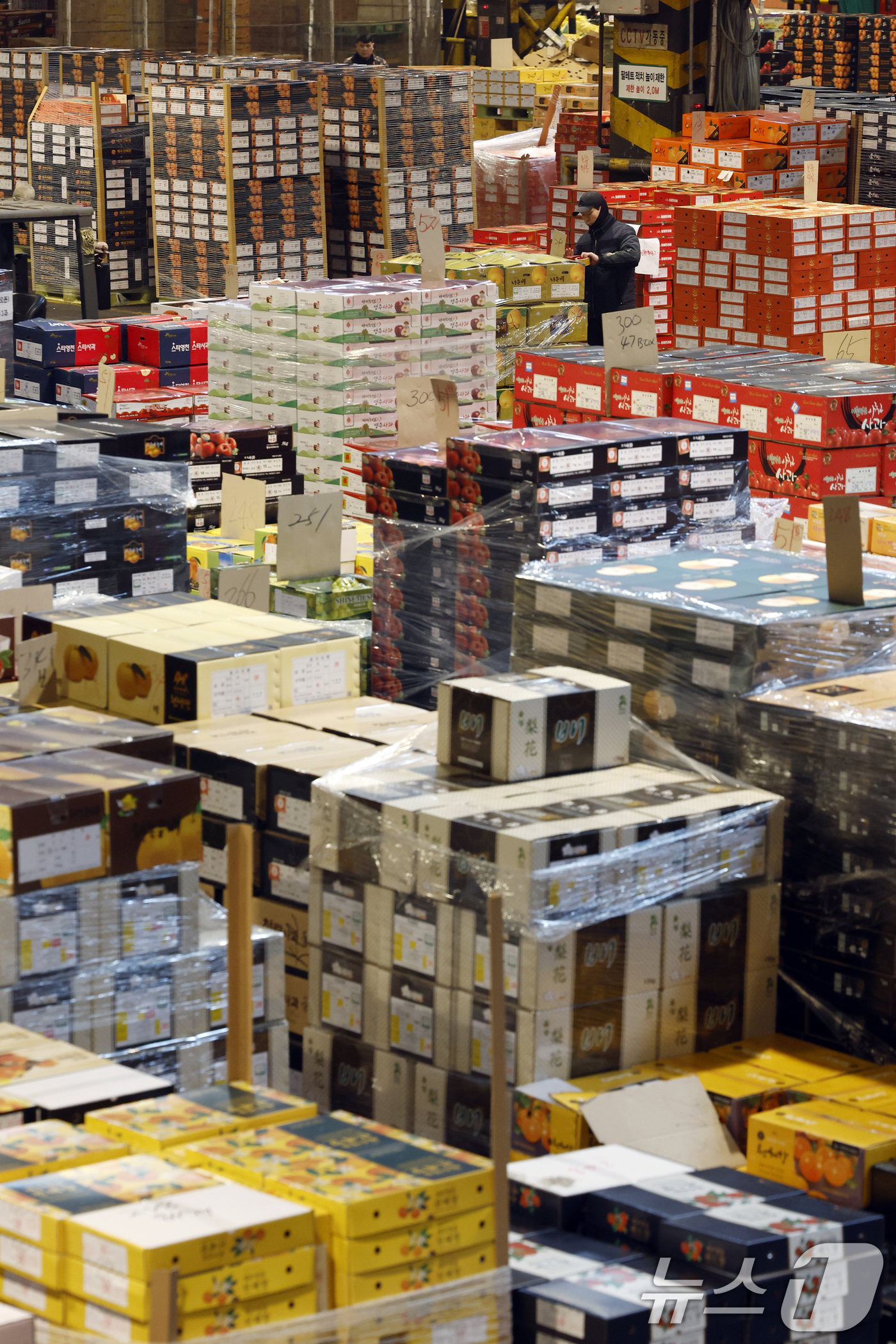 (서울=뉴스1) 박정호 기자 = 설 명절을 앞둔 11일 오후 서울시 송파구 가락동 가락농수산물종합도매시장 내 농협가락공판장 경매장에서 직원들이 전국에서 올라온 과일을 점검하고 옮기 …