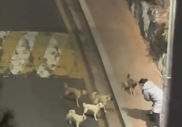 "저리가!" 도심서 들개 무리에 쫓기는 50대女 영상 확산…전주 시민 불안