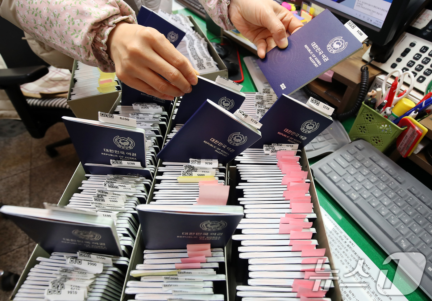 (대구=뉴스1) 공정식 기자 = 설 연휴를 앞두고 여권 발급 신청이 늘고 있다. 11일 오후 대구 달서구청 민원실 여권 교부처에서 담당 직원이 신규 발급된 여권을 정리하고 있다. …